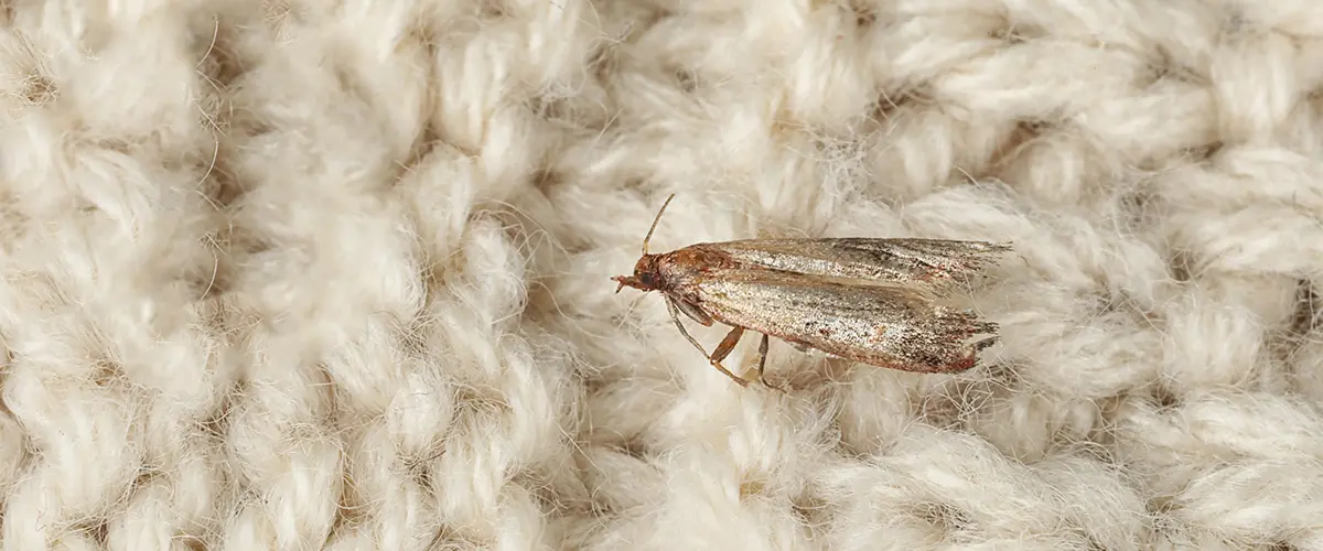 closet moths that destroy clothing fabric