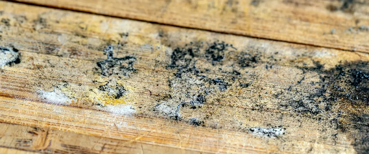 Let's Talk About Mold Control