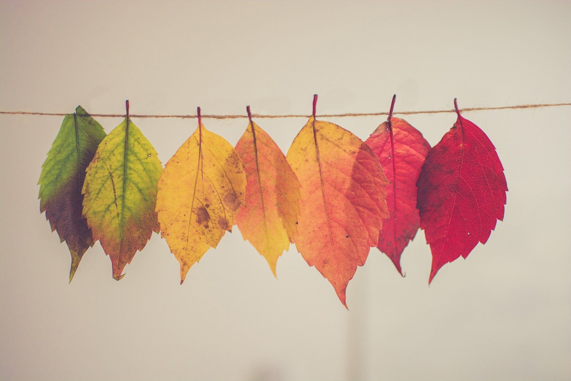 Fall colored leaves on a string