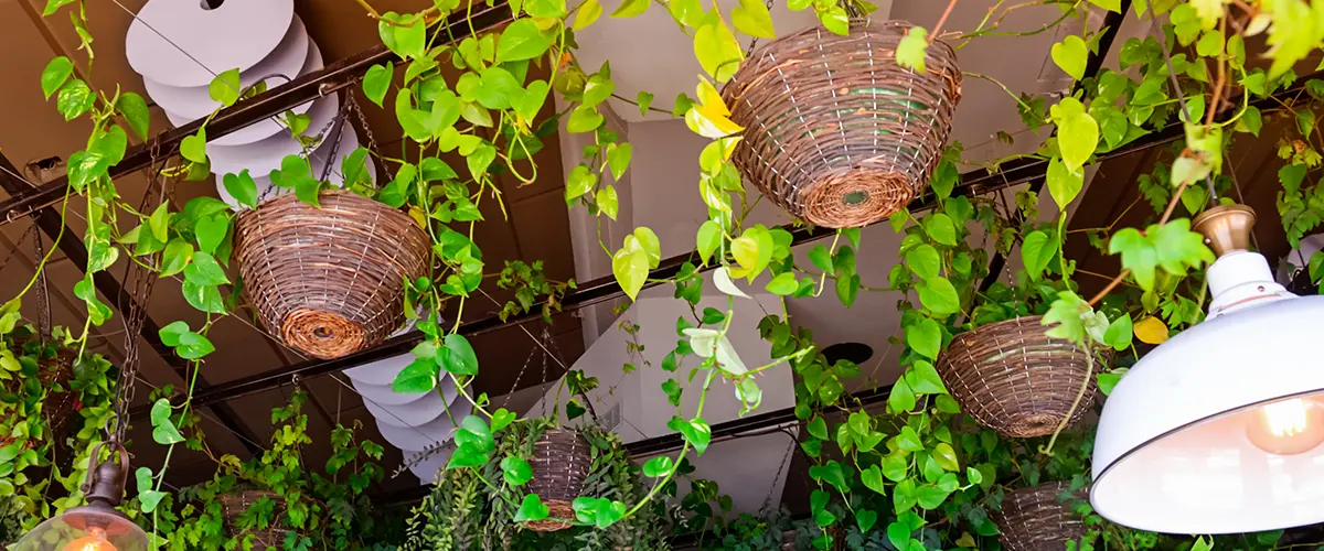 plants hanging from the ceiling